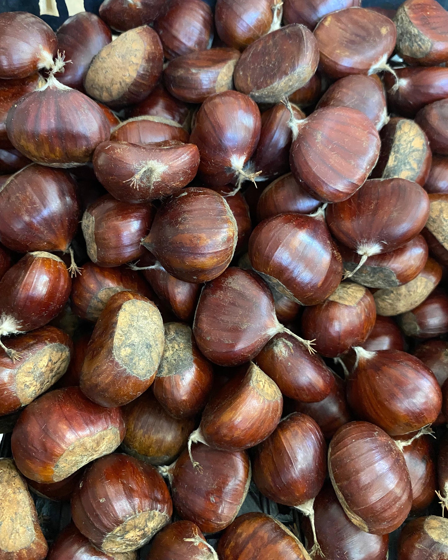Aydın Büyük Boy Tatlı Kestane (1 KG)