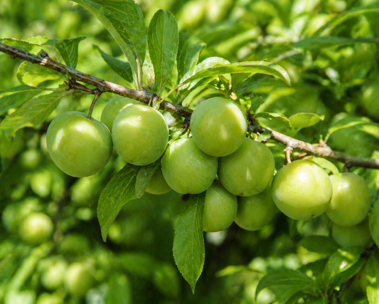 Manisa Turgutlu Papaz Eriği 3 Kilo