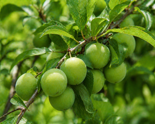 Manisa Turgutlu Papaz Eriği 1 KG