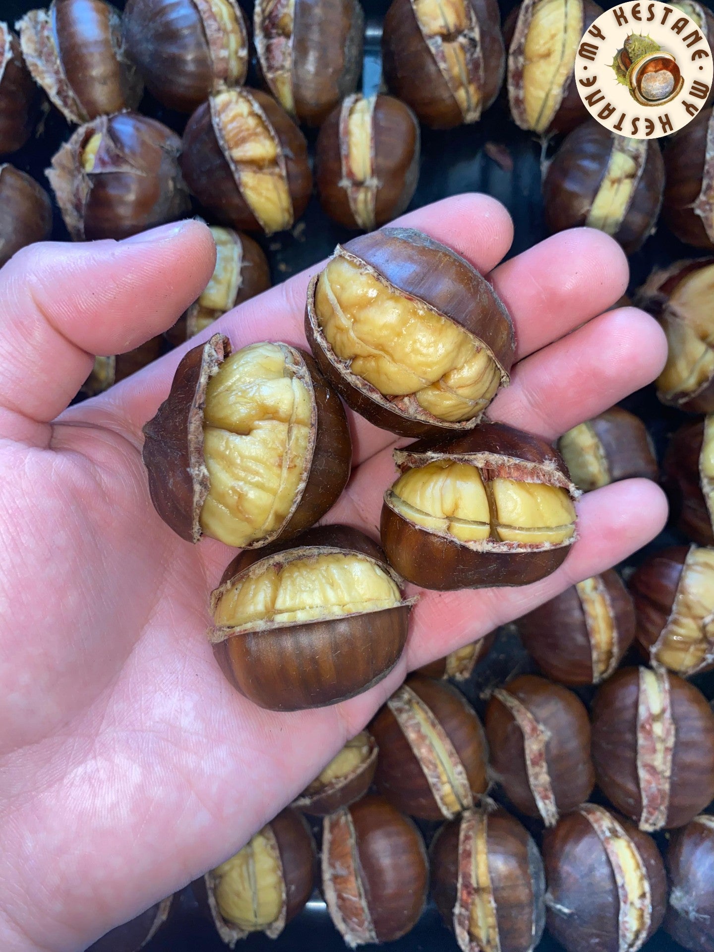 Aydın Duble İri Boy Şekerci Kestane (1 KG)